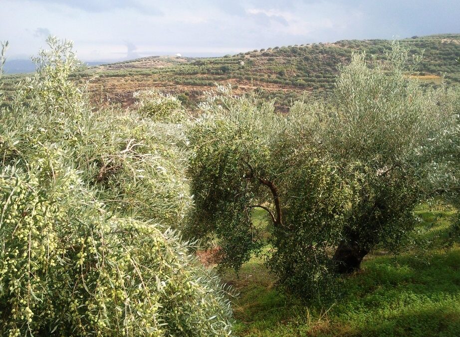 ΠΕΡΙΗΓΗΤΙΚΗ ΗΜΕΡΙΔΑ | Ανάπτυξη ελαιοτουρισμού στην Κρήτη